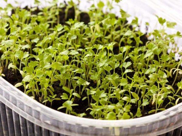 Все главные правила выращивания овощных культур от посева до высадки