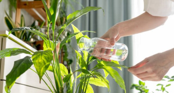 От зимней спячки к весеннему росту: схема полива комнатных цветов