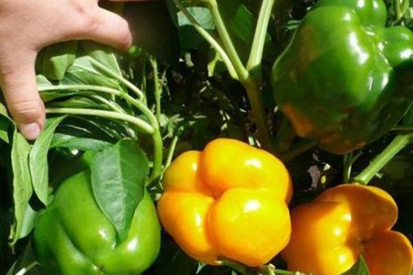 &laquo;Плохой сосед&raquo;: что нельзя сажать рядом с перцем, чтобы не лишиться урожая