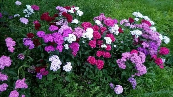 Борьба с весенним бурьяном: какие цветы посадить, чтобы не росли сорняки