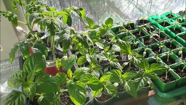 Специалист назвала 7 главных правил выращивания крепкой рассады Специалист назвала 7 главных правил выращивания крепкой рассады