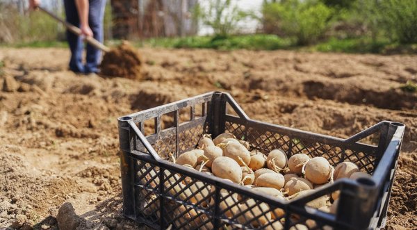 Благоприятные дни для посадки картошки в апреле 2026 по лунному календарю Благоприятные дни для посадки картошки в апреле 2026 по лунному календарю