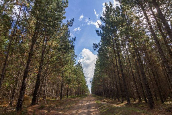 Белангло: семь тел, одна дорога и человек, которого Австралия искала три года