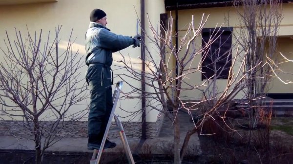 Когда сажать, обрезать и как ухаживать за вишневым деревом, чтобы получить хороший урожай ягод