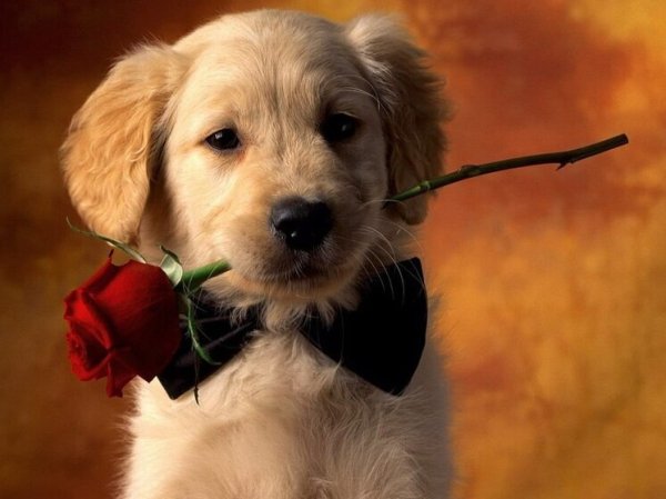 Дни рождения 1 апреля