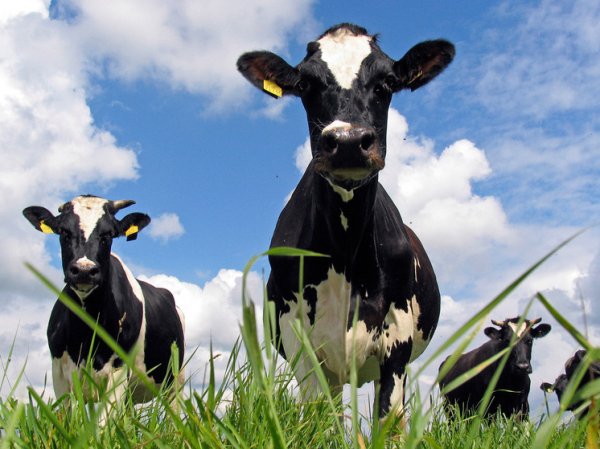 Документ ветслужб Казахстана пролил свет на изъятие коров в Новосибирске