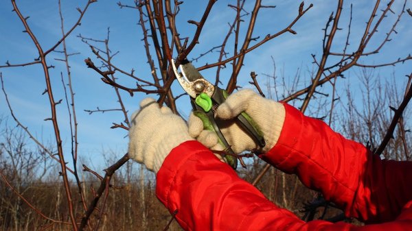 Для активного плодоношения: эти 7 деревьев нужно обрезать до конца марта Для активного плодоношения: эти 7 деревьев нужно обрезать до конца марта