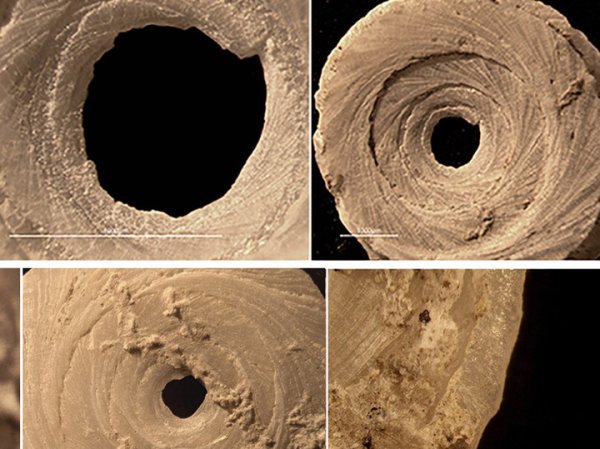 В Краснодарском крае нашли бусины из раковин, изготовленные десять тысячелетий назад