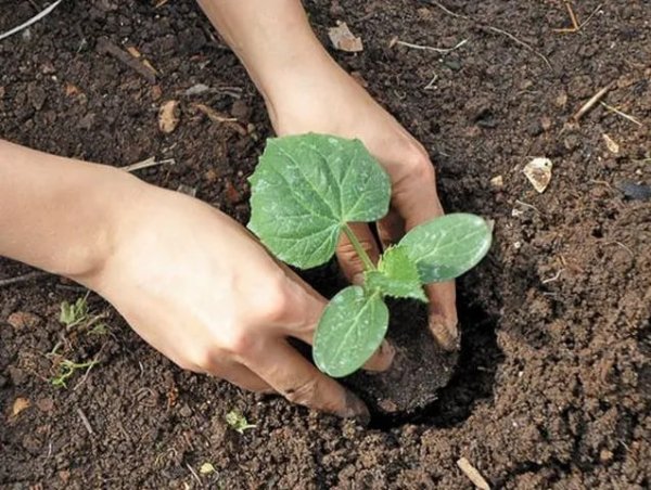 Что посадить в апреле и мае на огороде: 12 культур для раннего и богатого урожая
