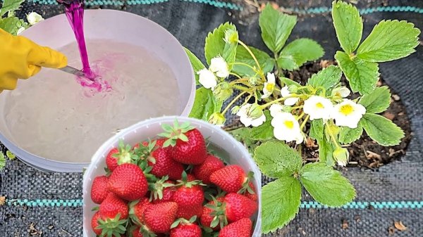 Ягоды будут сладкие и крупные: чем подкормить клубнику весной Ягоды будут сладкие и крупные: чем подкормить клубнику весной