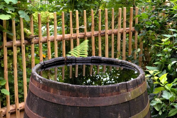 Цветет вода в садовой бочке: почему так происходит и как сохранить ее прозрачной до конца сезона