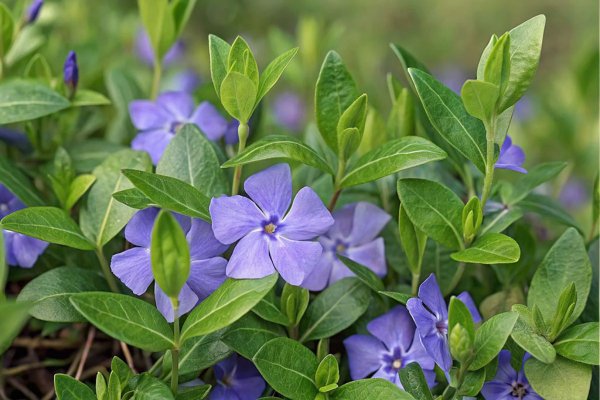 Забудете о сложном уходе: какие цветы посадить весной 2026-го