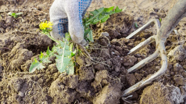 Чем полить сорняки вдоль забора, чтобы они исчезли уже на следующий день