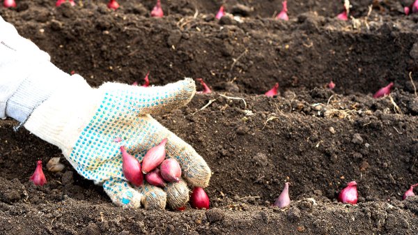 Что посадить на даче в конце апреля 2026: холодостойкие культуры, теплица и удобный чек-лист