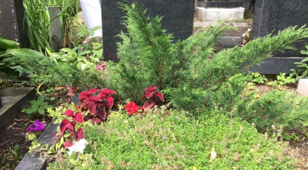 Выносливые многолетники, которые цветут сами: отлично подойдут для могилки