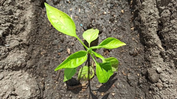 Что посадить в апреле и мае на огороде: 12 культур для раннего и богатого урожая