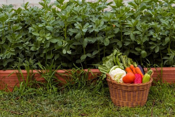 Как правильно сделать высокие грядки своими руками: лучшие идеи и советы