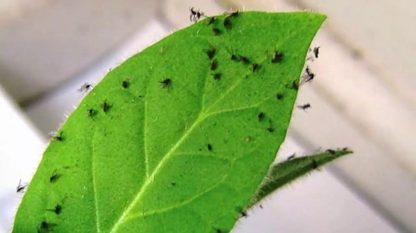 Откуда появляются мошки в рассаде, как их отличить и чем быстро избавиться