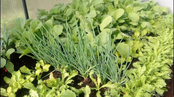 Что посадить на даче в конце апреля 2026: холодостойкие культуры, теплица и удобный чек-лист