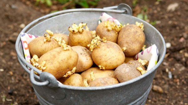Можно будет копать уже в июне: какой картофель ранних сортов посадить сейчас Можно будет копать уже в июне: какой картофель ранних сортов посадить сейчас