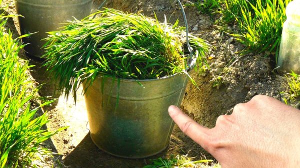 Как сделать дешёвое удобрение из сорняков за 7 дней и увеличить урожай