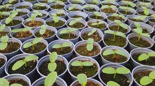 Что посадить на даче в конце апреля 2026: холодостойкие культуры, теплица и удобный чек-лист