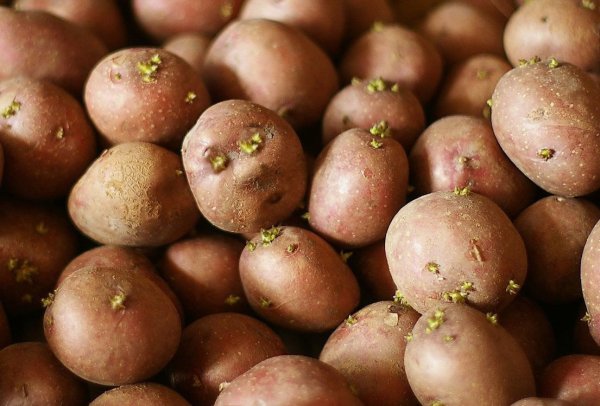 Можно будет копать уже в июне: какой картофель ранних сортов посадить сейчас Можно будет копать уже в июне: какой картофель ранних сортов посадить сейчас