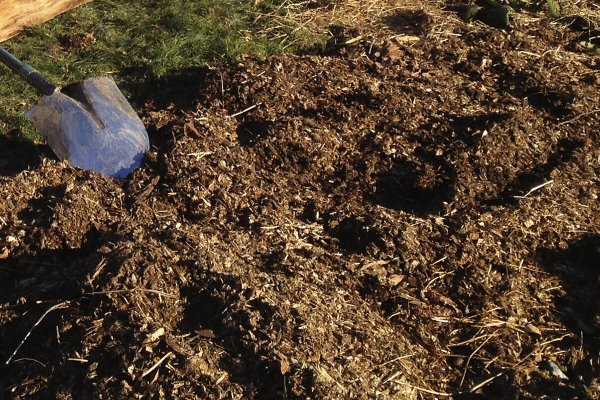 Что нельзя класть в лунку при посадке огурцов: 6 опасных добавок, которые губят урожай