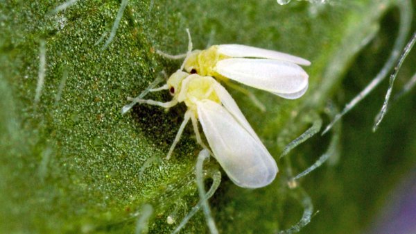 Откуда появляются мошки в рассаде, как их отличить и чем быстро избавиться