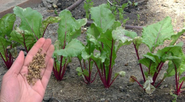 Что положить в лунку при посадке свеклы, чтобы выросла крупной и сладкой