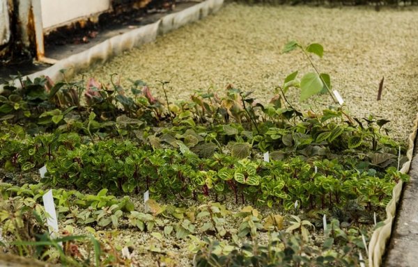 Как правильно сделать высокие грядки своими руками: лучшие идеи и советы