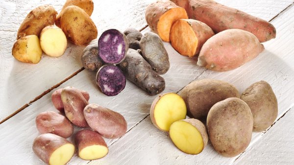 Можно будет копать уже в июне: какой картофель ранних сортов посадить сейчас Можно будет копать уже в июне: какой картофель ранних сортов посадить сейчас