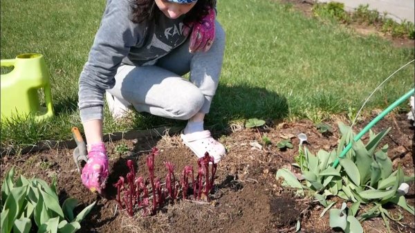 Какие культуры сажать дачникам в апреле в открытый грунт, теплицу и на рассаду