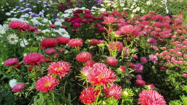 Забудете о сложном уходе: какие цветы посадить весной 2026-го