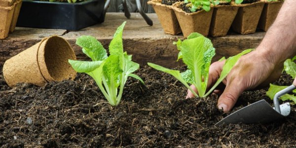 Что посадить в апреле и мае на огороде: 12 культур для раннего и богатого урожая