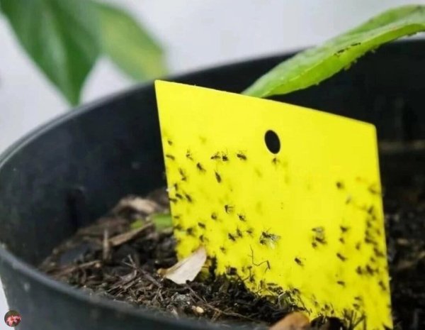 Откуда появляются мошки в рассаде, как их отличить и чем быстро избавиться