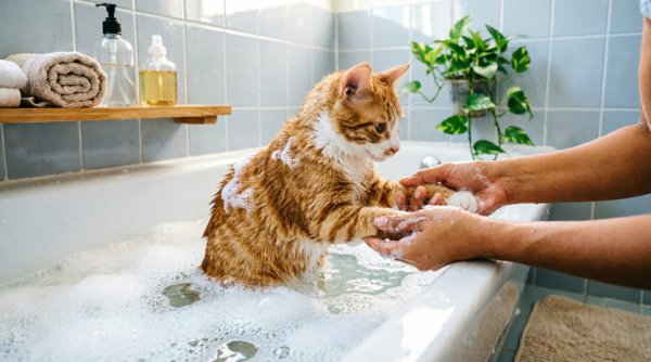 Почему кошки боятся воды