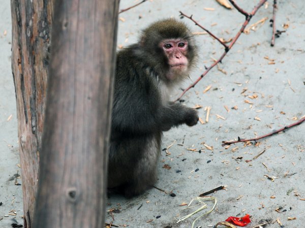 Россия готовится вновь отправлять в космос обезьян