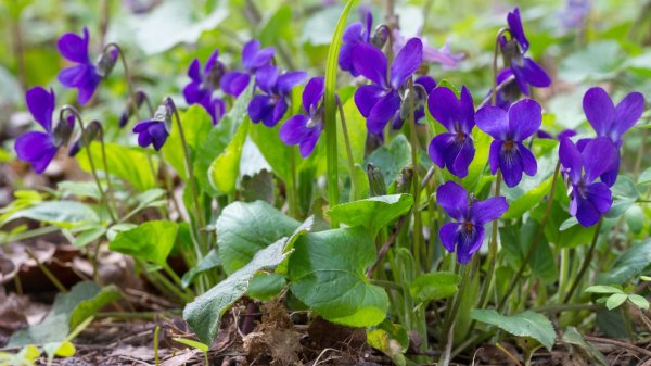 Какие растения нельзя сажать рядом с другими: 5 культур, которые подавляют соседей