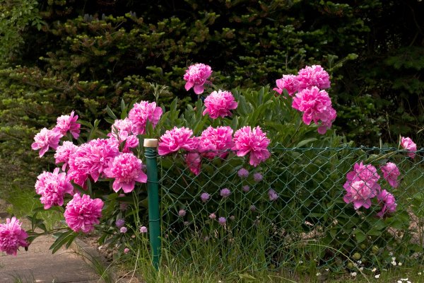 Какие растения нельзя сажать рядом с другими: 5 культур, которые подавляют соседей