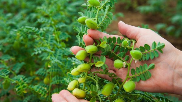 Какие бобовые культуры посадить на даче: топ-5 полезных вариантов с высоким содержанием белка и железа