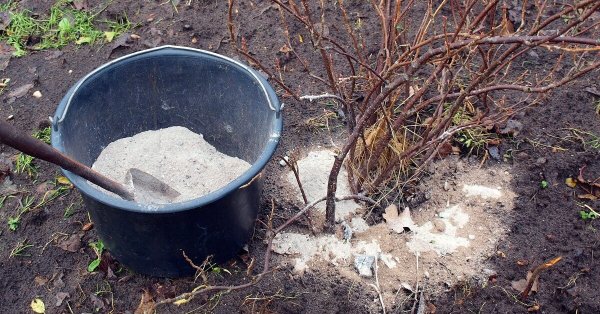 Что нельзя удобрять золой на огороде: какие растения пострадают от популярной подкормки Что нельзя удобрять золой на огороде: какие растения пострадают от популярной подкормки