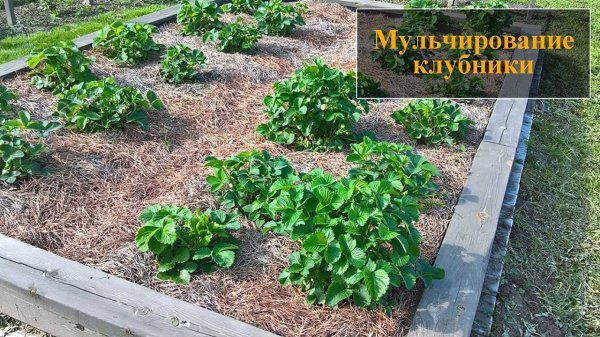 Как использовать древесную стружку в саду: 5 полезных способов для богатого урожая Как использовать древесную стружку в саду: 5 полезных способов для богатого урожая