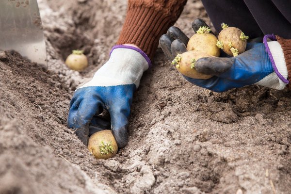 Что обязательно сделать на даче в последний месяц весны: 5 важных работ для хорошего урожая
