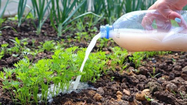 Подкормка моркови летом: когда и чем удобрять грядки для сладкого и крупного урожая Подкормка моркови летом: когда и чем удобрять грядки для сладкого и крупного урожая