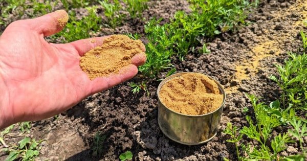 Подкормка моркови летом: когда и чем удобрять грядки для сладкого и крупного урожая Подкормка моркови летом: когда и чем удобрять грядки для сладкого и крупного урожая