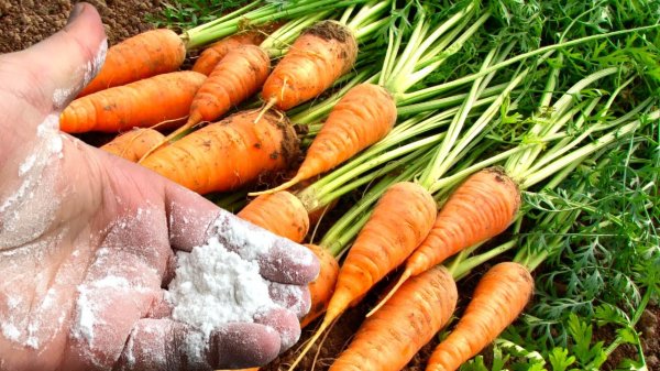 Подкормка моркови летом: когда и чем удобрять грядки для сладкого и крупного урожая Подкормка моркови летом: когда и чем удобрять грядки для сладкого и крупного урожая