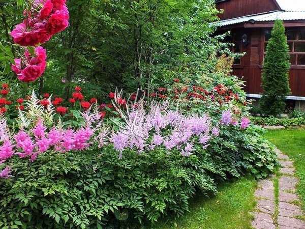Неприхотливые многолетники для дачи: 15 красивых цветов, которые будут украшать участок без лишних хлопот Неприхотливые многолетники для дачи: 15 красивых цветов, которые будут украшать участок без лишних хлопот