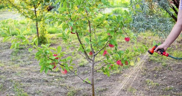 Чем подкормить яблоню в июне и июле для большого урожая: 5 эффективных удобрений