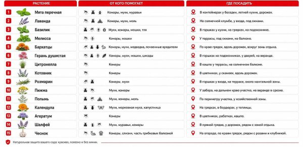Природные репелленты на дачном участке: полный гид растений от комаров и мух